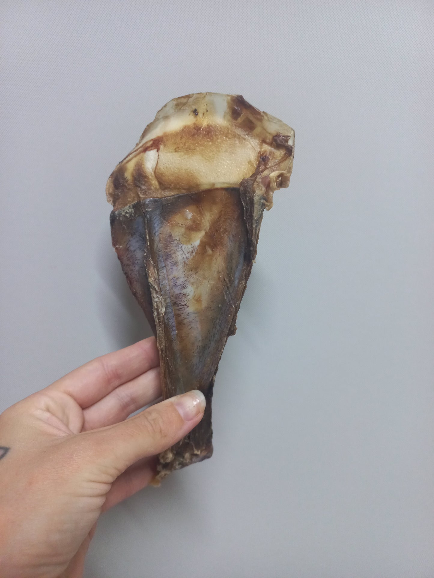Scapula Bone