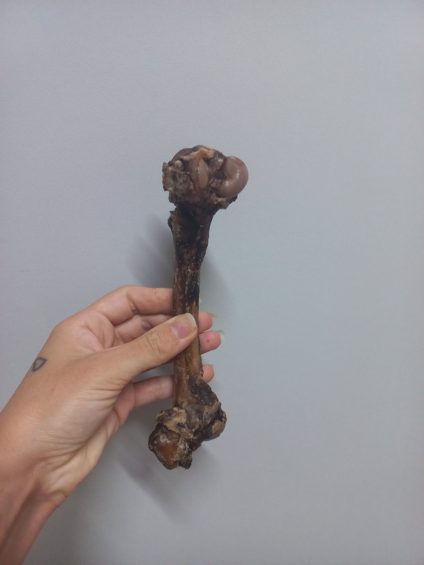 Femur Bones
