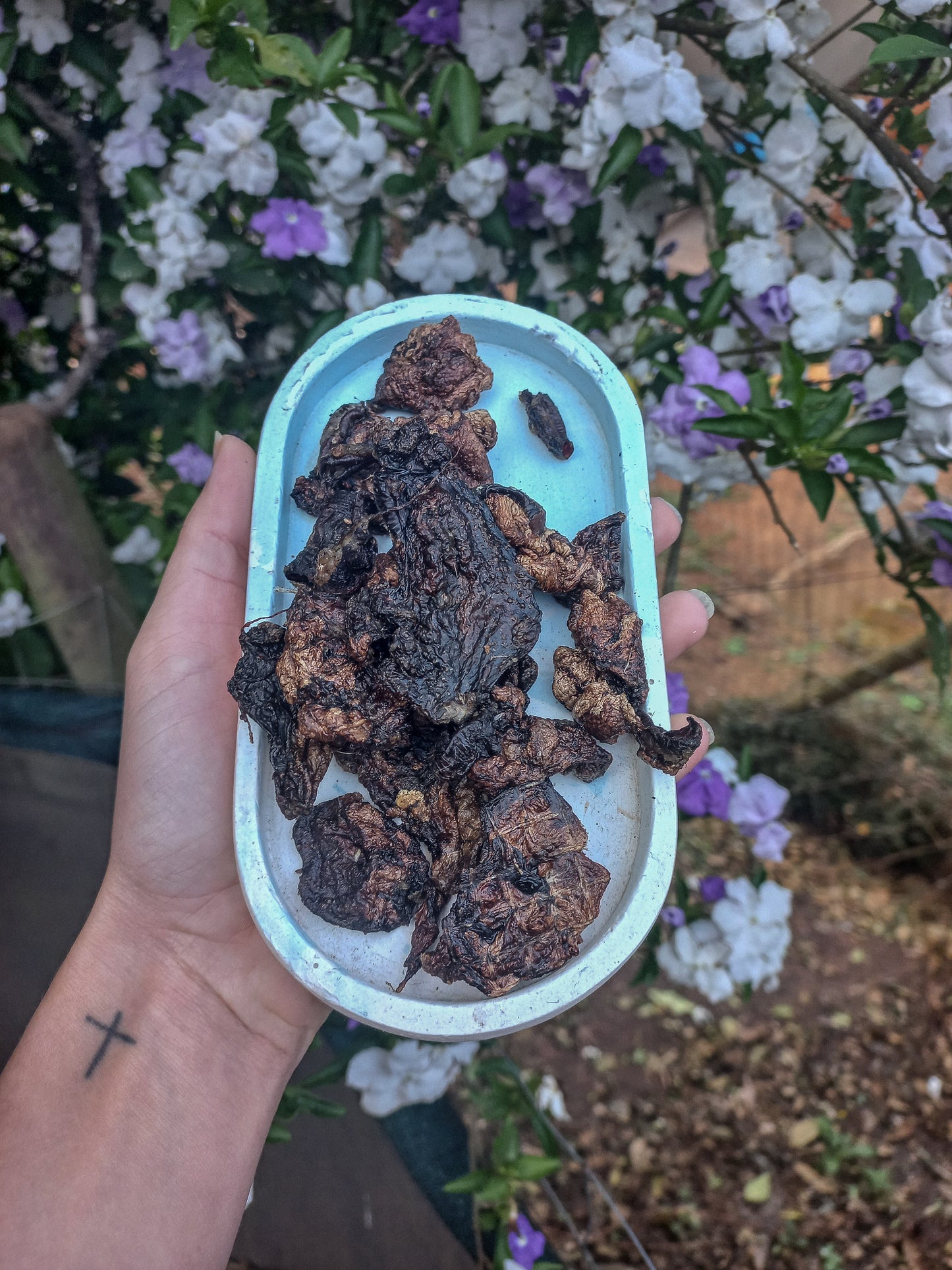 Rabbit lungs
