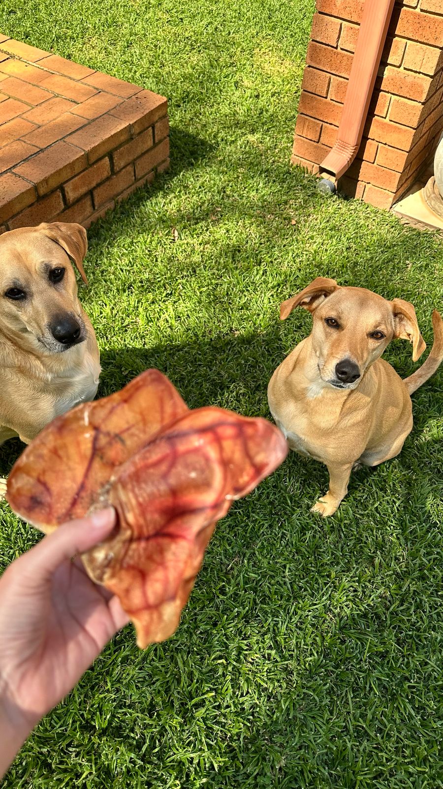 Pig ears