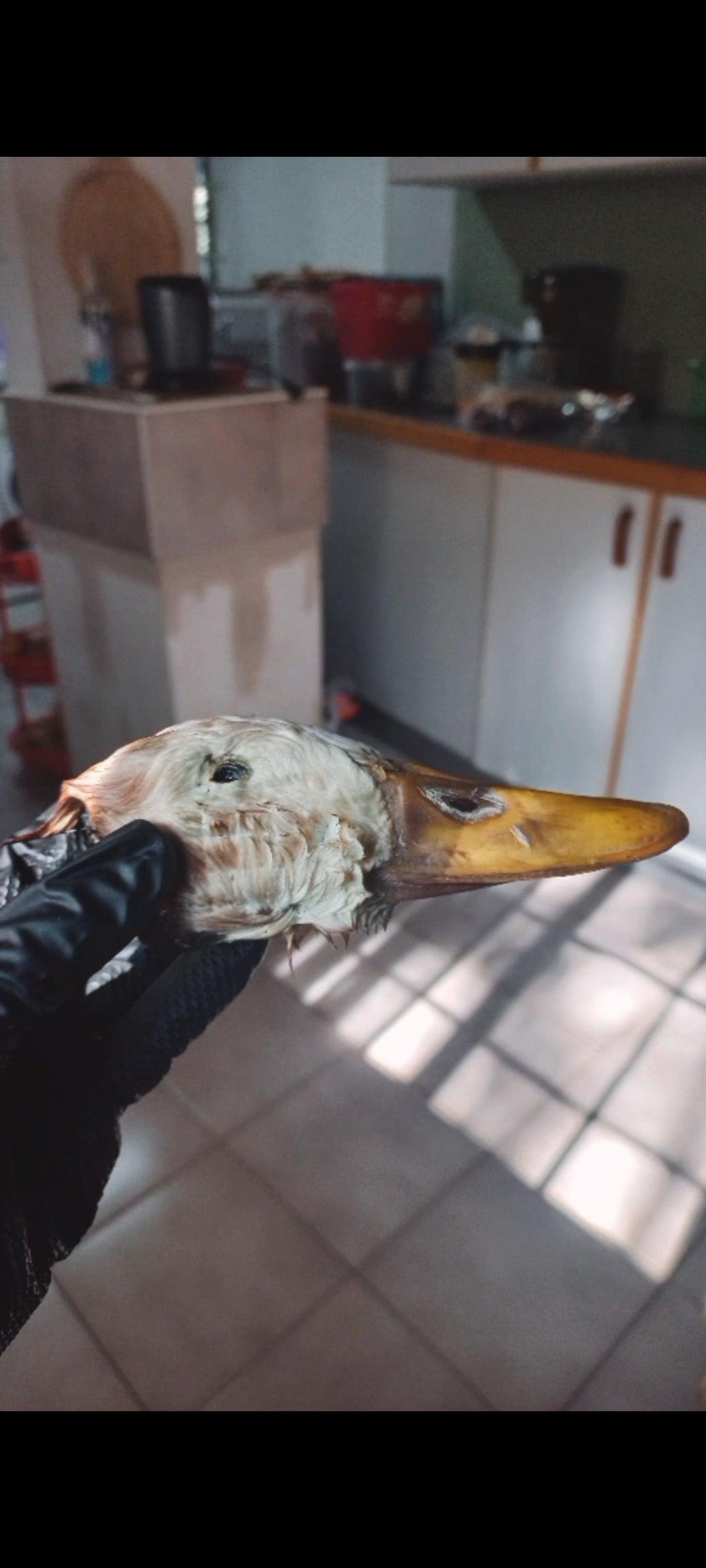 Head over Bills ( with feathers)