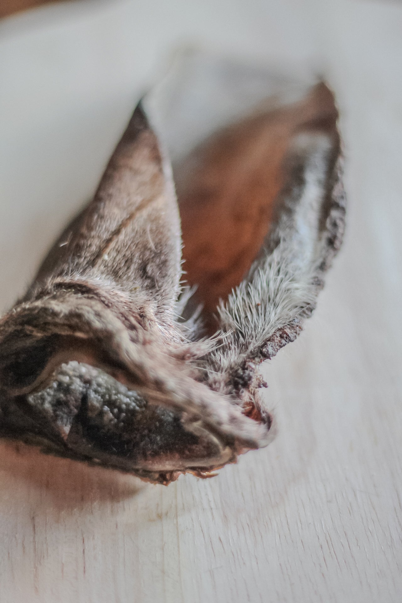 Venison Ears