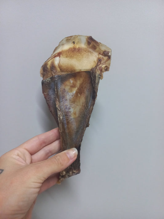 Scapula Bone