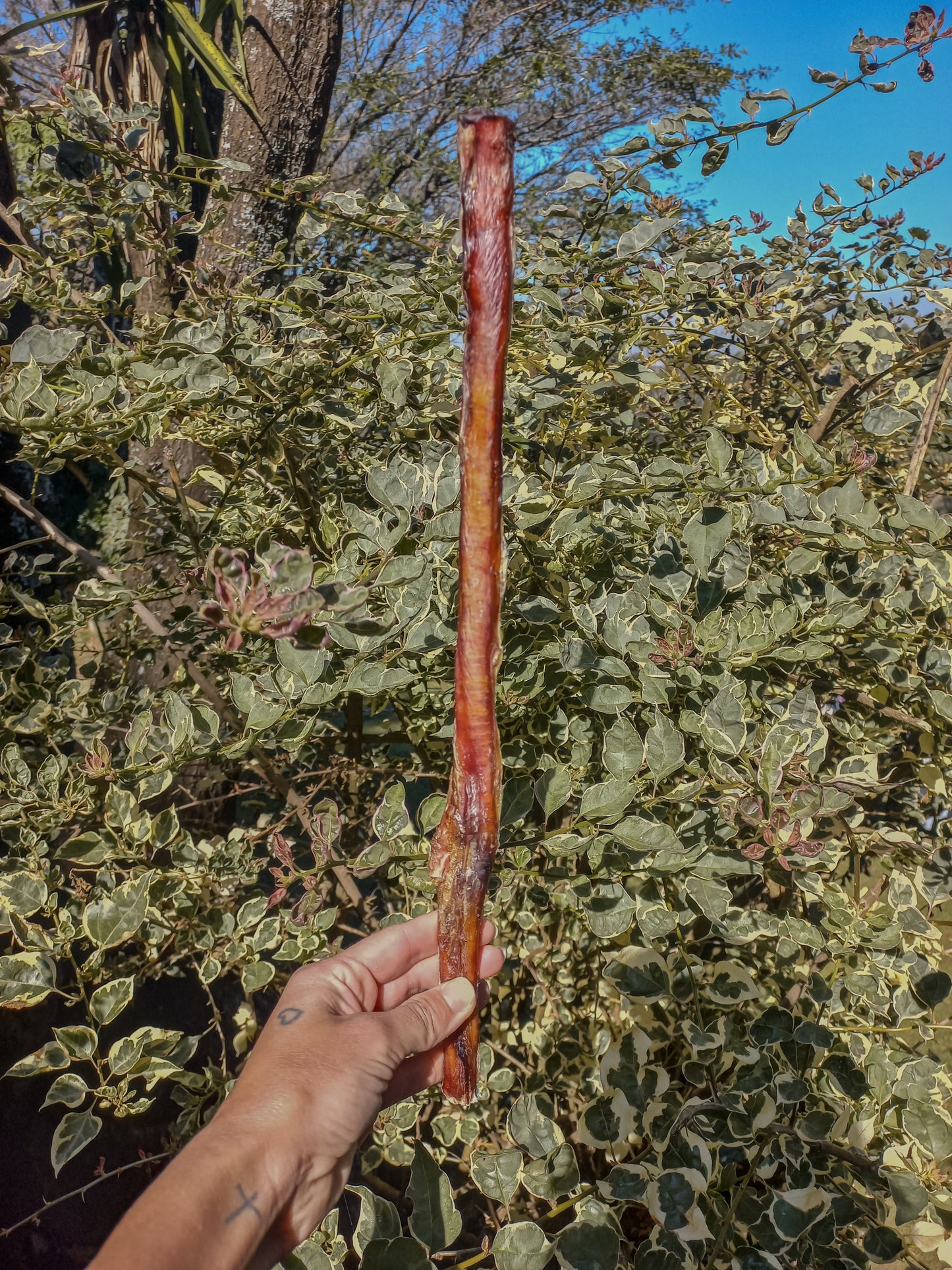 Bully Stick