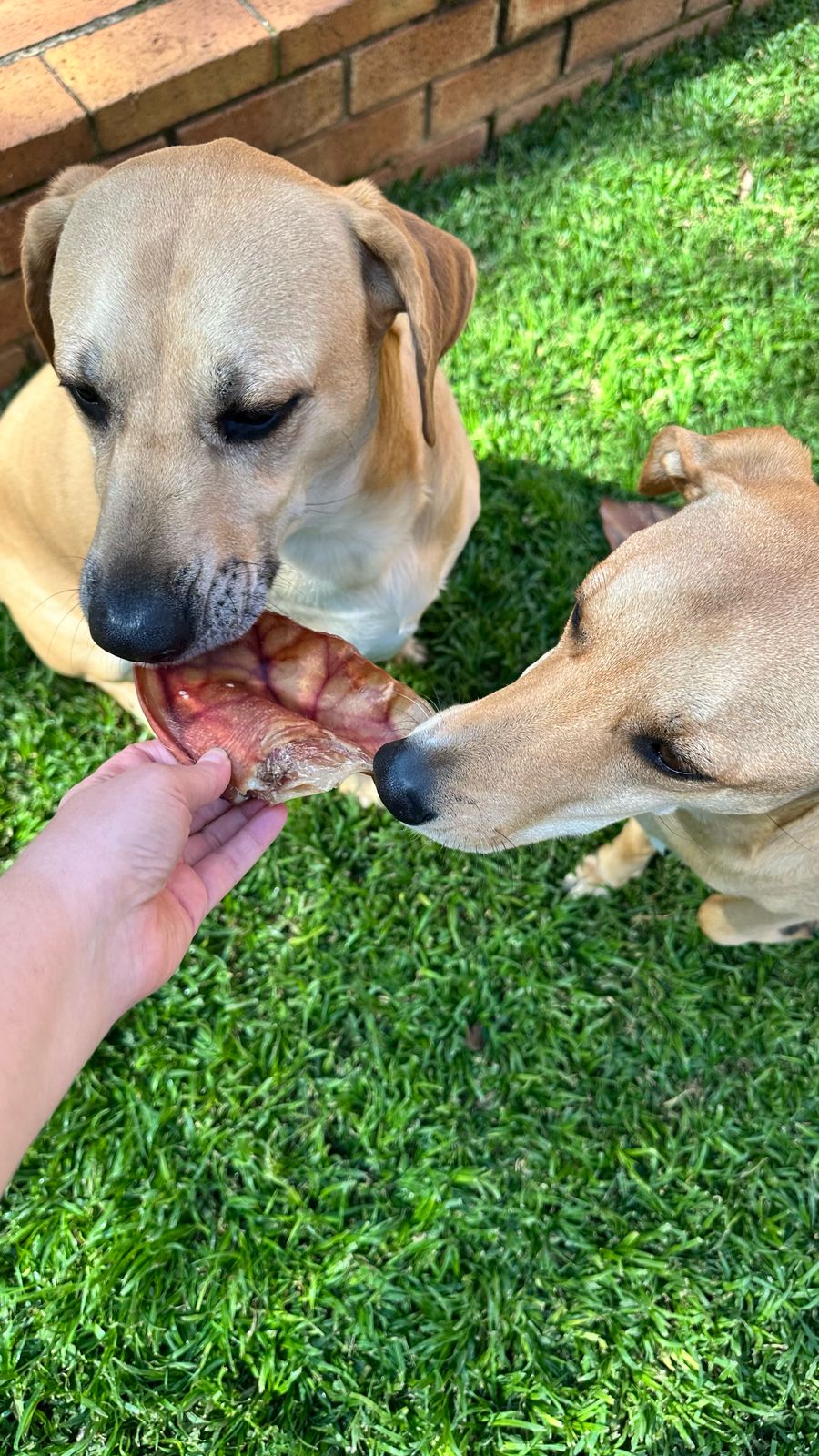 Pig ears